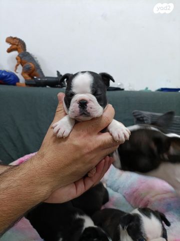 כלב בוסטון טרייר