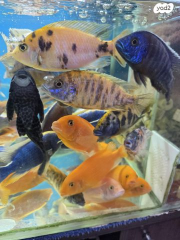 דג ציקלידים