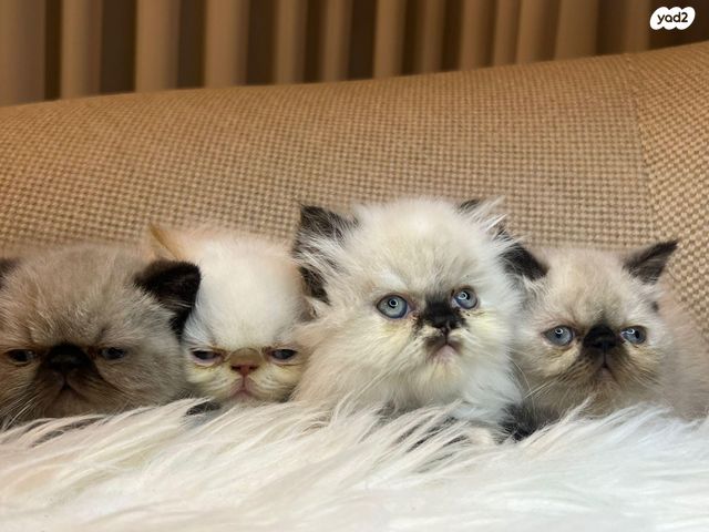 חתול הימלאיה