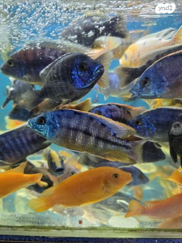 דג ציקלידים