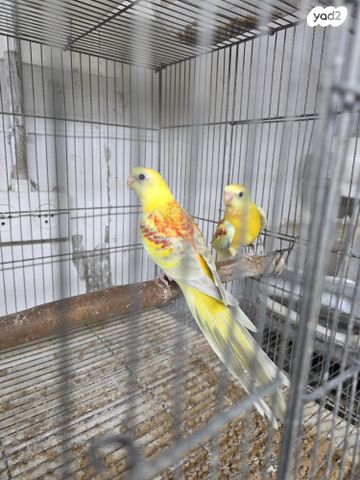 תוכי פרקיטים אוסטרלים