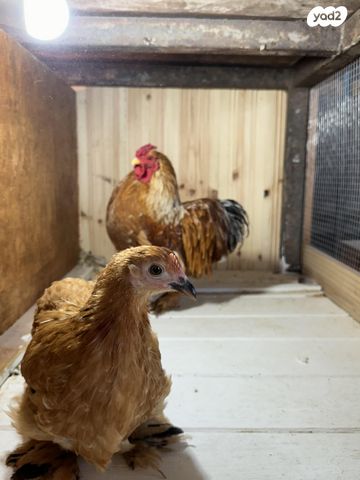 חיית משק פקין