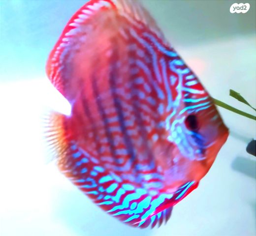 דג ציקלידים