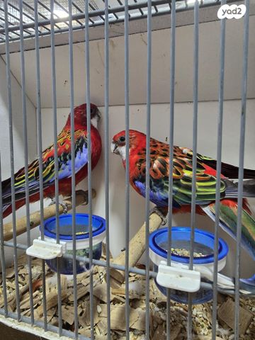 תוכי ג'רדין