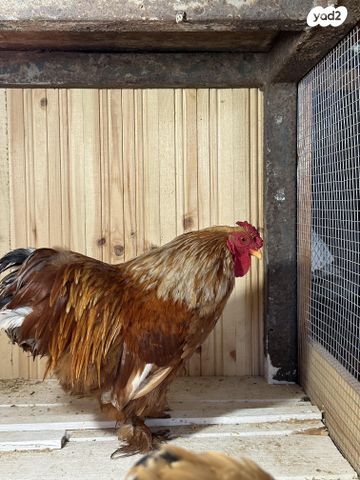 חיית משק פקין