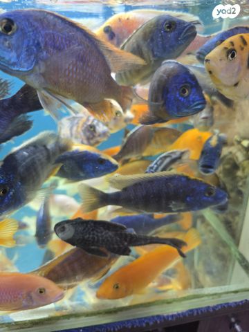 דג ציקלידים