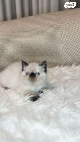 חתול הימלאיה