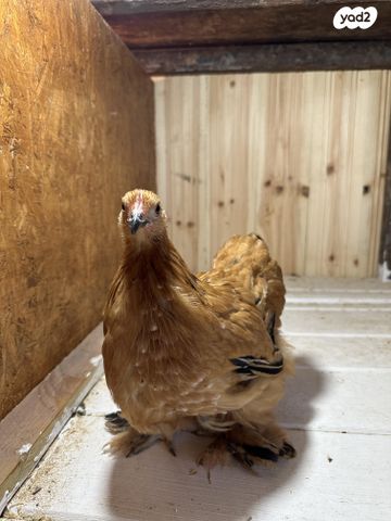 חיית משק פקין