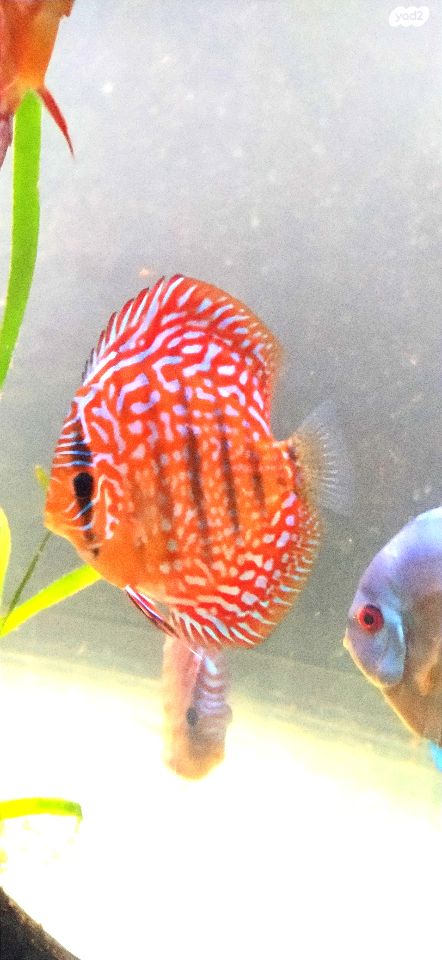 דג ציקלידים