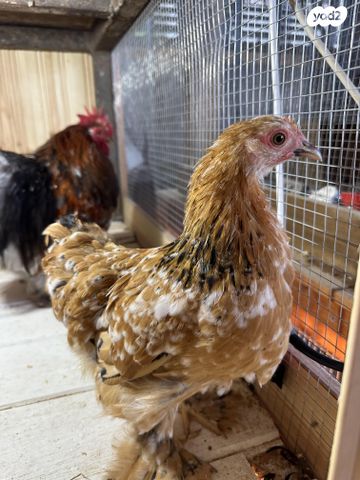 חיית משק פקין