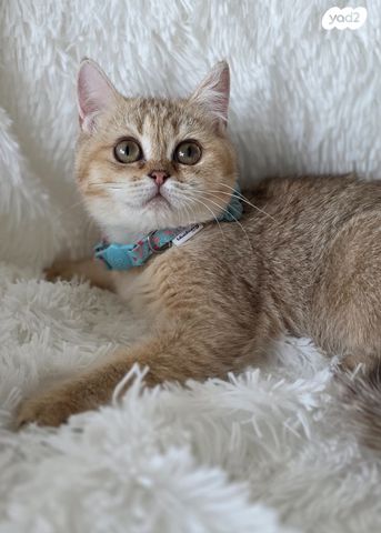 תמונת מודעה - חיות מחמד