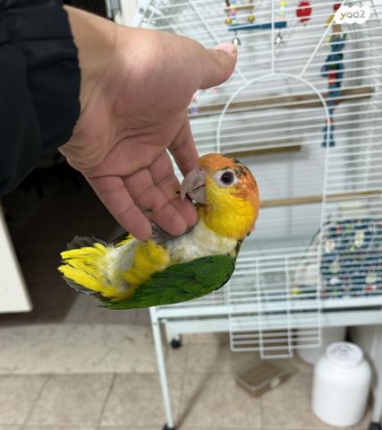 תמונת מודעה - חיות מחמד