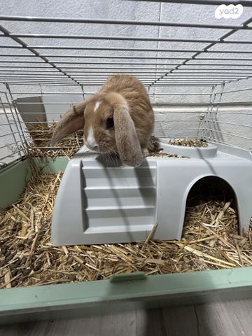 תמונת מודעה - חיות מחמד