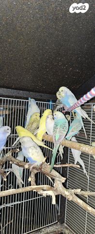 תמונת מודעה - חיות מחמד