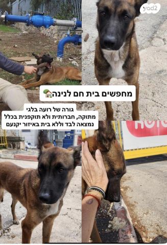 תמונת מודעה - חיות מחמד