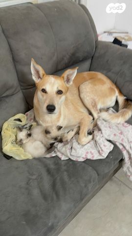 תמונת מודעה - חיות מחמד