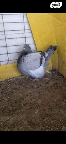 תמונת מודעה - חיות מחמד