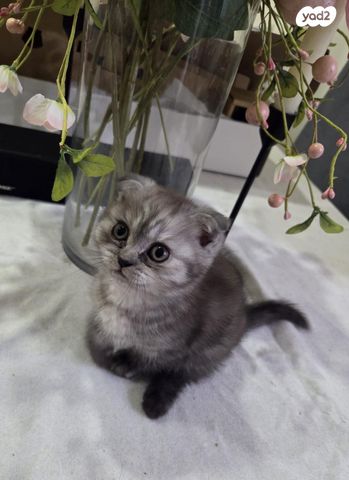 תמונת מודעה - חיות מחמד