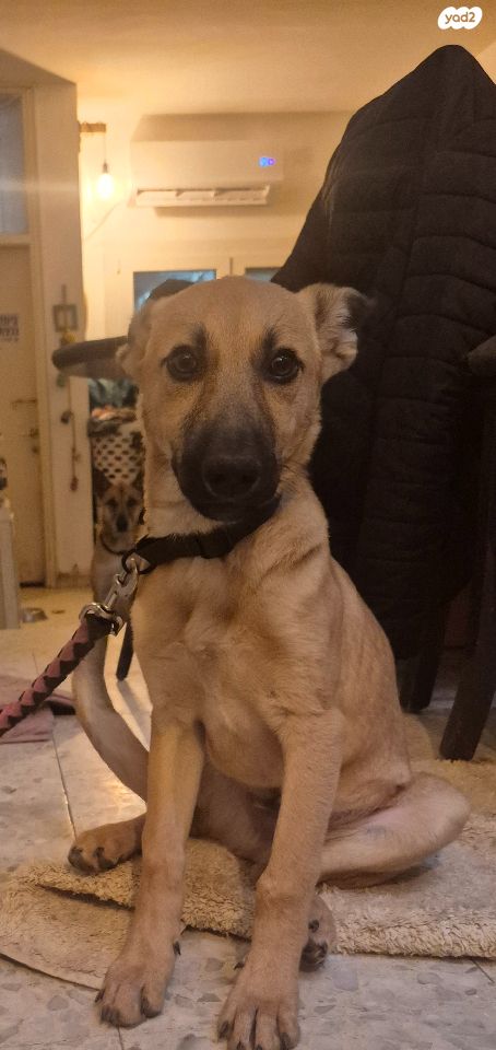 תמונת מודעה - חיות מחמד