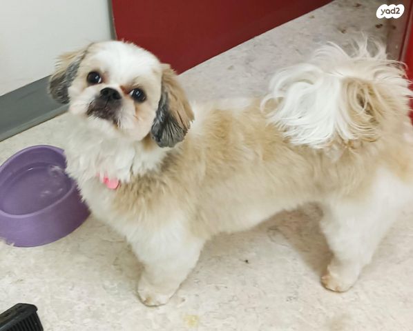 תמונת מודעה - חיות מחמד