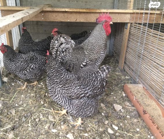 תמונת מודעה - חיות מחמד