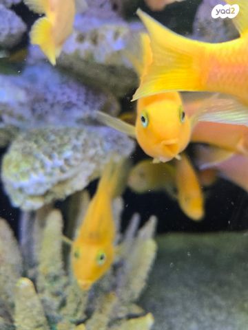 תמונת מודעה - חיות מחמד