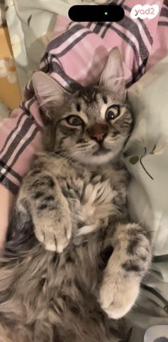 תמונת מודעה - חיות מחמד