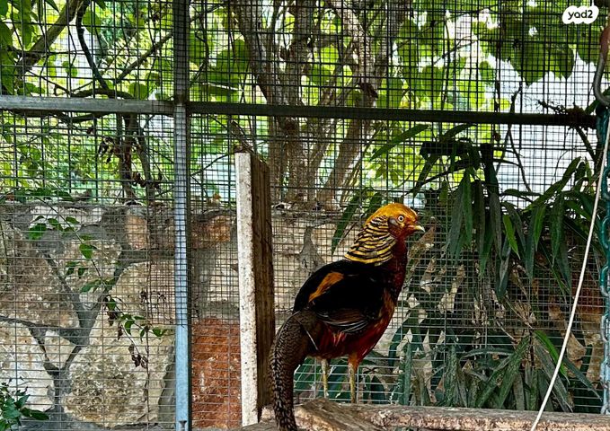 תמונת מודעה - חיות מחמד