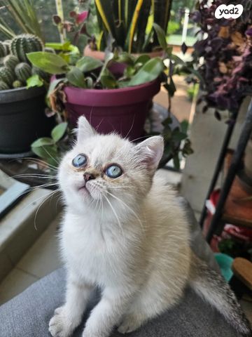 תמונת מודעה - חיות מחמד