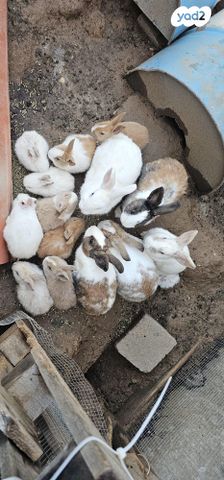 תמונת מודעה - חיות מחמד