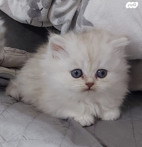 תמונת מודעה - חיות מחמד