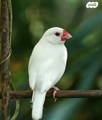 תמונת מודעה - חיות מחמד