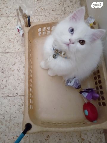 תמונת מודעה - חיות מחמד