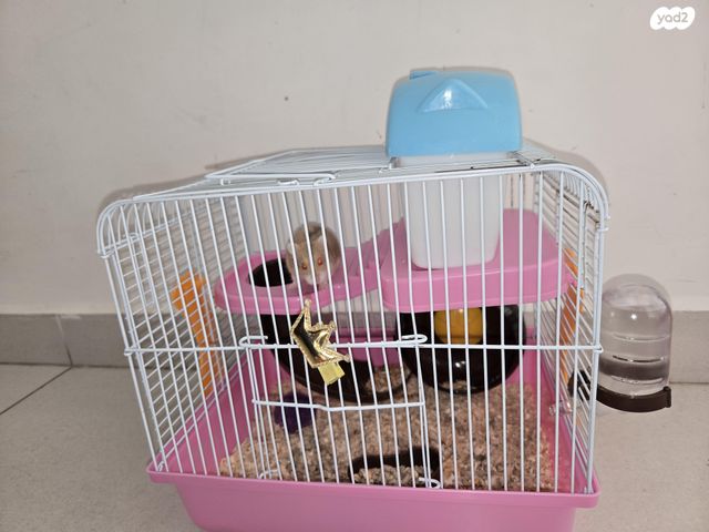 תמונת מודעה - חיות מחמד