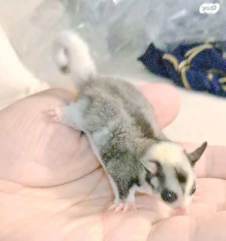 תמונת מודעה - חיות מחמד