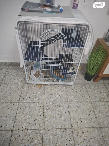 תמונת מודעה - חיות מחמד