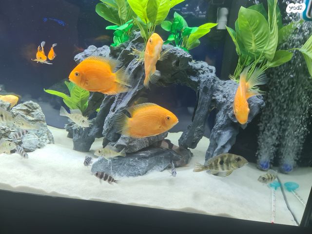 תמונת מודעה - חיות מחמד