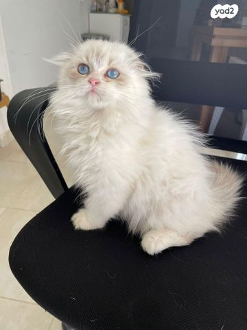 תמונת מודעה - חיות מחמד