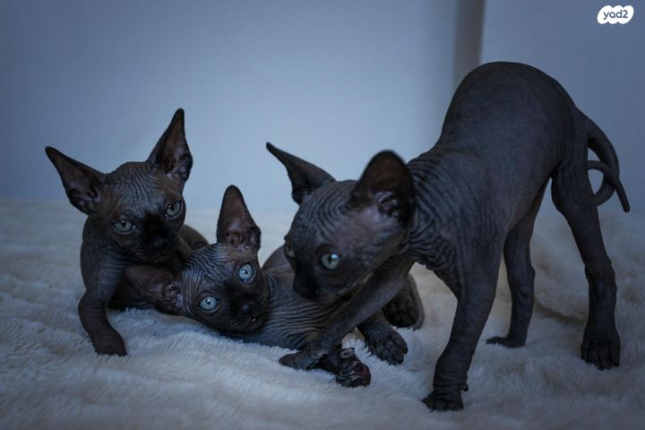 תמונת מודעה - חיות מחמד