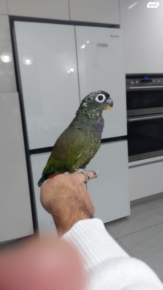 תמונת מודעה - חיות מחמד