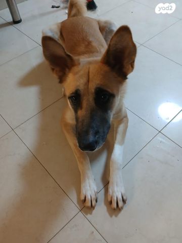 תמונת מודעה - חיות מחמד