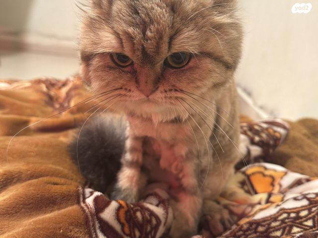 תמונת מודעה - חיות מחמד