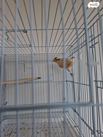 תמונת מודעה - חיות מחמד