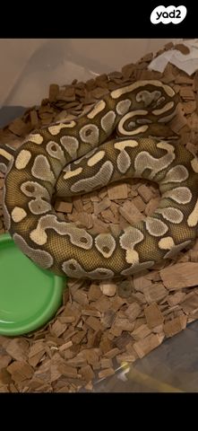 תמונת מודעה - חיות מחמד