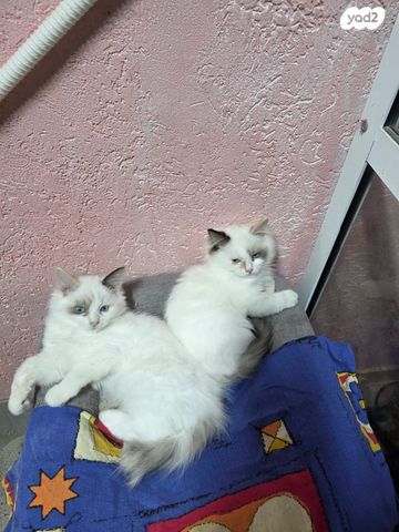 תמונת מודעה - חיות מחמד