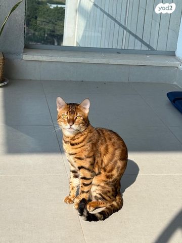 תמונת מודעה - חיות מחמד