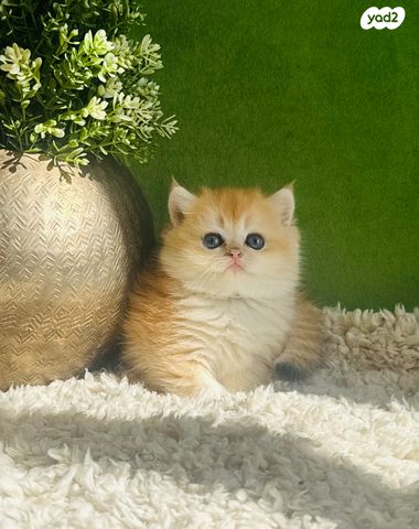 תמונת מודעה - חיות מחמד