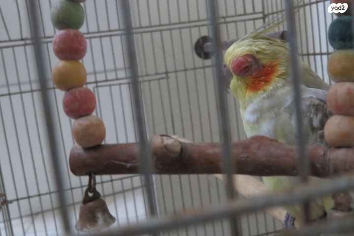 תמונת מודעה - חיות מחמד