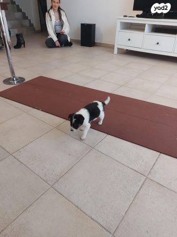 תמונת מודעה - חיות מחמד