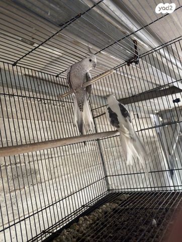 תמונת מודעה - חיות מחמד